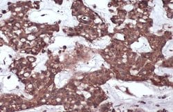 Invitrogen&trade;&nbsp;GP130 Polyclonal Antibody