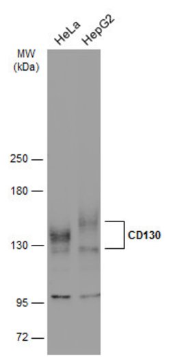 Invitrogen GP130 Polyclonal Antibody 100 &mu;L | Buy Online | Invitrogen&trade; | Fisher Scientific