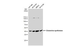 Invitrogen Glutamine Synthetase Polyclonal Antibody 100 &mu;L; Unconjugated:Antibodies,