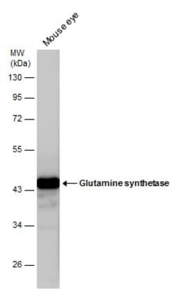 Invitrogen Glutamine Synthetase Polyclonal Antibody 100 &mu;L; Unconjugated:Antibodies,