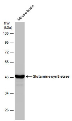 Invitrogen Glutamine Synthetase Polyclonal Antibody 100 &mu;L; Unconjugated:Antibodies,