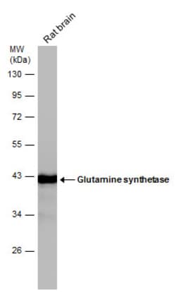 Invitrogen Glutamine Synthetase Polyclonal Antibody 100 &mu;L; Unconjugated:Antibodies,