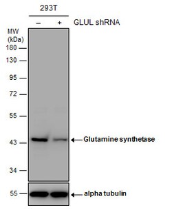 Invitrogen Glutamine Synthetase Polyclonal Antibody 100 &mu;L; Unconjugated:Antibodies,