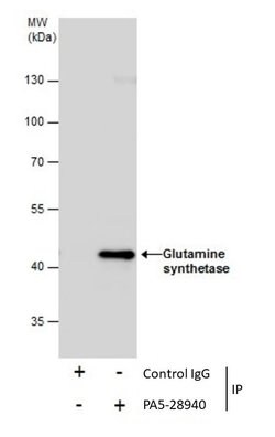 Invitrogen Glutamine Synthetase Polyclonal Antibody 100 &mu;L; Unconjugated:Antibodies,