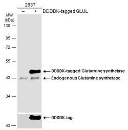 Invitrogen Glutamine Synthetase Polyclonal Antibody 100 &mu;L; Unconjugated:Antibodies,