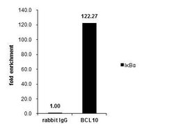 Invitrogen Bcl-10 Polyclonal Antibody 100 &mu;L; Unconjugated:Antibodies,