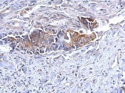 Invitrogen Bcl-10 Polyclonal Antibody 100 &mu;L; Unconjugated:Antibodies,