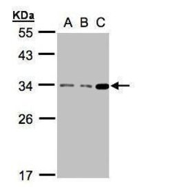 Invitrogen Bcl-10 Polyclonal Antibody 100 &mu;L; Unconjugated:Antibodies,