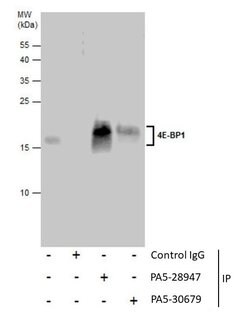 Invitrogen 4EBP1 Polyclonal Antibody 100 &mu;L; Unconjugated:Antibodies,