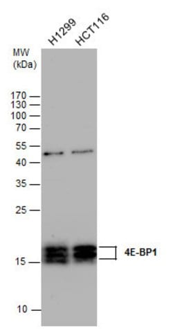 Invitrogen 4EBP1 Polyclonal Antibody 100 &mu;L; Unconjugated:Antibodies,