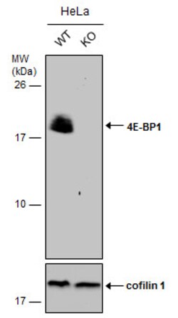 Invitrogen 4EBP1 Polyclonal Antibody 100 &mu;L; Unconjugated:Antibodies,