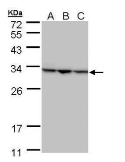 Invitrogen SBDS Polyclonal Antibody 100 &mu;L; Unconjugated:Anticorps,