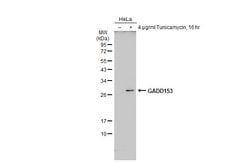 CHOP Polyclonal Antibody:Antibodies, Polyclonal