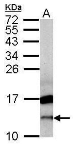 Invitrogen CRIPT Polyclonal Antibody 100 &mu;L; Unconjugated:Antibodies,