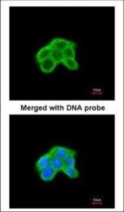 Invitrogen MKP4 Polyclonal Antibody 100 &mu;L; Unconjugated:Antibodies,