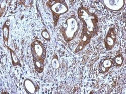 Invitrogen CNDP1 Polyclonal Antibody 100 &mu;L; Unconjugated:Antibodies,