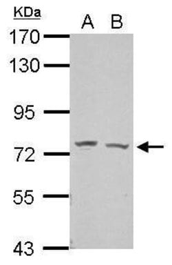 Invitrogen GRHL2 Polyclonal Antibody 100 &mu;L; Unconjugated:Antibodies,