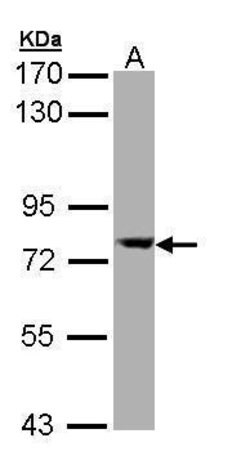 Invitrogen SEC23A Polyclonal Antibody 100 &mu;L; Unconjugated:Antibodies,