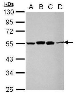 Invitrogen RUVBL1 Polyclonal Antibody 100 μL; Unconjugated:Antibodies,