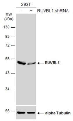Invitrogen RUVBL1 Polyclonal Antibody 100 μL; Unconjugated:Antibodies,