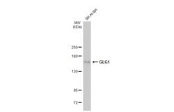 Invitrogen GLG1 Polyclonal Antibody 100 &mu;L; Unconjugated:Antibodies,