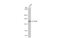 Invitrogen GLG1 Polyclonal Antibody 100 &mu;L; Unconjugated:Antibodies,