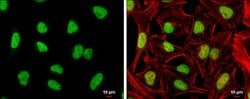 Invitrogen NFYA Polyclonal Antibody 100 &mu;L; Unconjugated:Antibodies,
