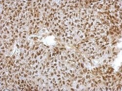Invitrogen NFYA Polyclonal Antibody 100 &mu;L; Unconjugated:Antibodies,
