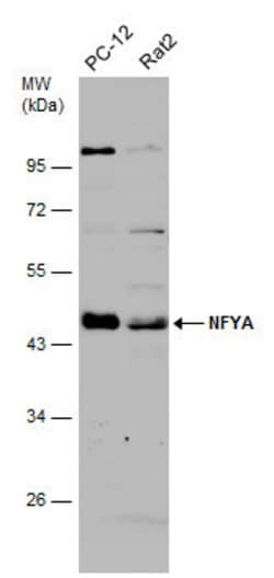 Invitrogen NFYA Polyclonal Antibody 100 &mu;L; Unconjugated:Antibodies,