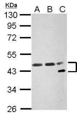 Invitrogen NFYA Polyclonal Antibody 100 &mu;L; Unconjugated:Antibodies,