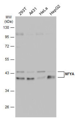 Invitrogen NFYA Polyclonal Antibody 100 &mu;L; Unconjugated:Antibodies,