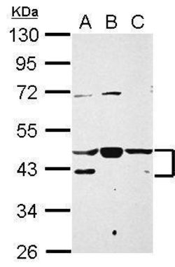 Invitrogen NFYA Polyclonal Antibody 100 &mu;L; Unconjugated:Antibodies,