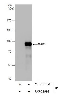 Invitrogen MAD1 Polyclonal Antibody 100 μL; Unconjugated:Antibodies,
