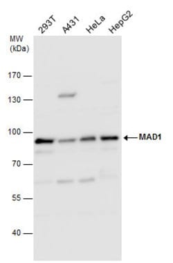 Invitrogen MAD1 Polyclonal Antibody 100 μL; Unconjugated:Antibodies,
