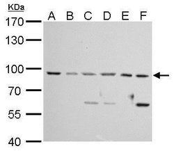 Invitrogen MAD1 Polyclonal Antibody 100 μL; Unconjugated:Antibodies,