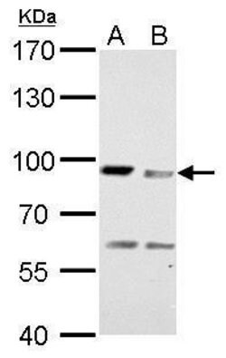 Invitrogen MAD1 Polyclonal Antibody 100 μL; Unconjugated:Antibodies,