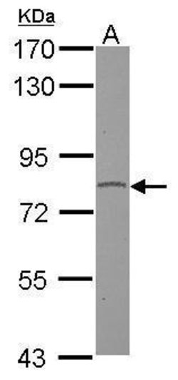 GPR128 Polyclonal Antibody, Invitrogen 100 &mu;L | Buy Online | Thermo Scientific | Fisher Scientific