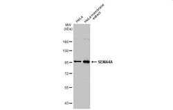 Invitrogen SEMA4A Polyclonal Antibody 100 &mu;L; Unconjugated:Antibodies,