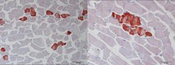 Invitrogen TNNT1 Polyclonal Antibody 100 &mu;L; Unconjugated:Antibodies,