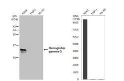 Invitrogen HBG2 Polyclonal Antibody 100 &mu;L | Buy Online | Invitrogen&trade; | Fisher Scientific