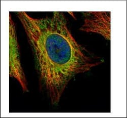 Invitrogen EEA1 Polyclonal Antibody 100 &mu;L; Unconjugated:Antibodies,