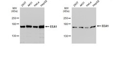 Invitrogen EEA1 Polyclonal Antibody 100 &mu;L; Unconjugated:Antibodies,