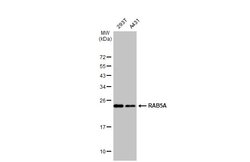 Invitrogen RAB5 Polyclonal Antibody 100 &mu;L; Unconjugated:Antibodies,