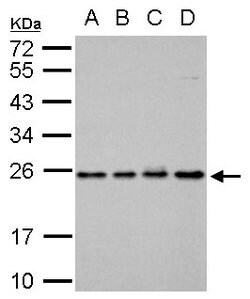 Invitrogen RAB5 Polyclonal Antibody 100 &mu;L; Unconjugated:Antibodies,