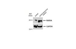 Invitrogen RAB5 Polyclonal Antibody 100 &mu;L; Unconjugated:Antibodies,