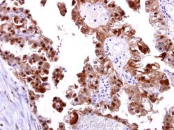Invitrogen DNA-PK Polyclonal Antibody 100 &mu;L; Unconjugated:Antibodies,