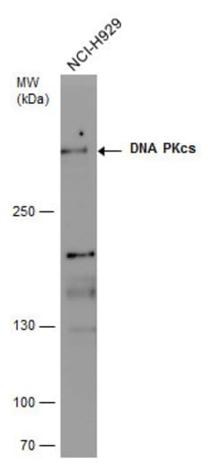 Invitrogen DNA-PK Polyclonal Antibody 100 &mu;L; Unconjugated:Antibodies,