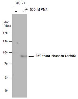 Invitrogen Phospho-PKC theta (Ser695) Polyclonal Antibody 100 &mu;L; Unconjugated:Antibodies,