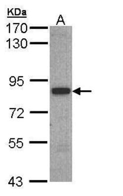 Invitrogen SH3BP2 Polyclonal Antibody 100 &mu;L; Unconjugated:Antibodies,