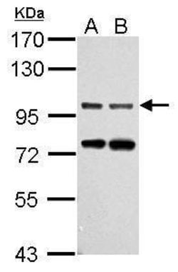 Gephyrin Polyclonal Antibody:Antibodies, Polyclonal